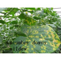 Best Price for Downy Mildew of Cucumber, Mancozeb+Cymoxanil Fungicide